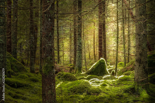 Green mossy forest with bea...