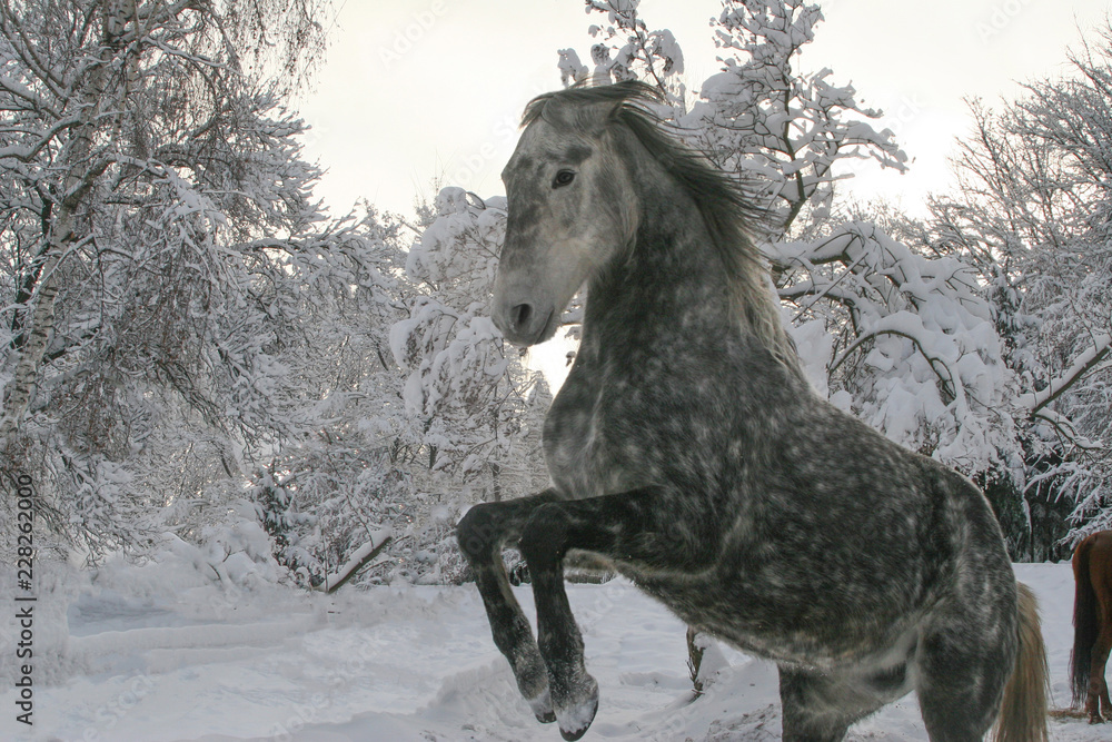gray apple horse in the winter in the snow performs elements of the classical riding school on freedom