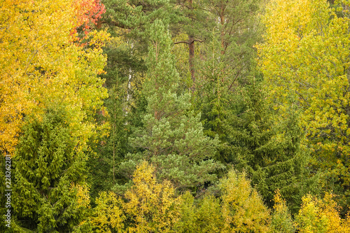 Colorful forest in fall. Be...