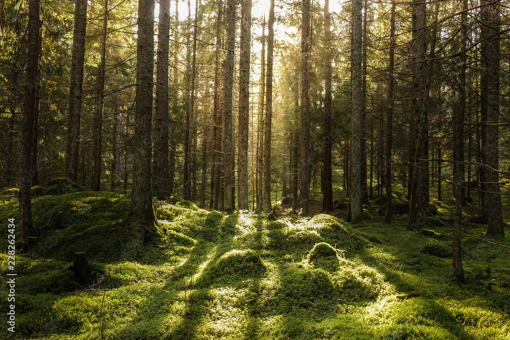 Coniferous forest, ground covered of green moss. Backlit trees. Mystic atmosphere. - obrazy, fototapety, plakaty 