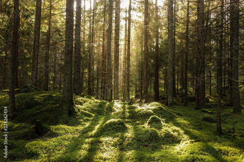 Coniferous forest, ground covered of green moss. Backlit trees. Mystic atmosphere. photo