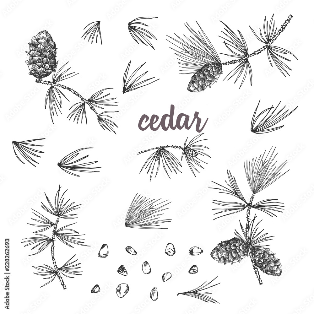 Set ink sketch of cedar branches with pinecones isolated on white background