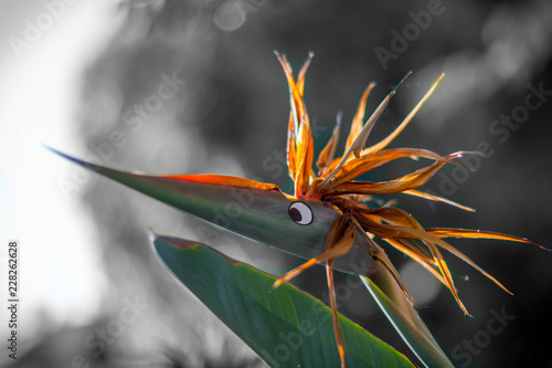 Isolated Bird of paradise flower with a cute addition