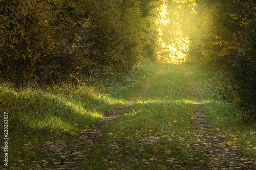 Beautiful forest road. Sunn...