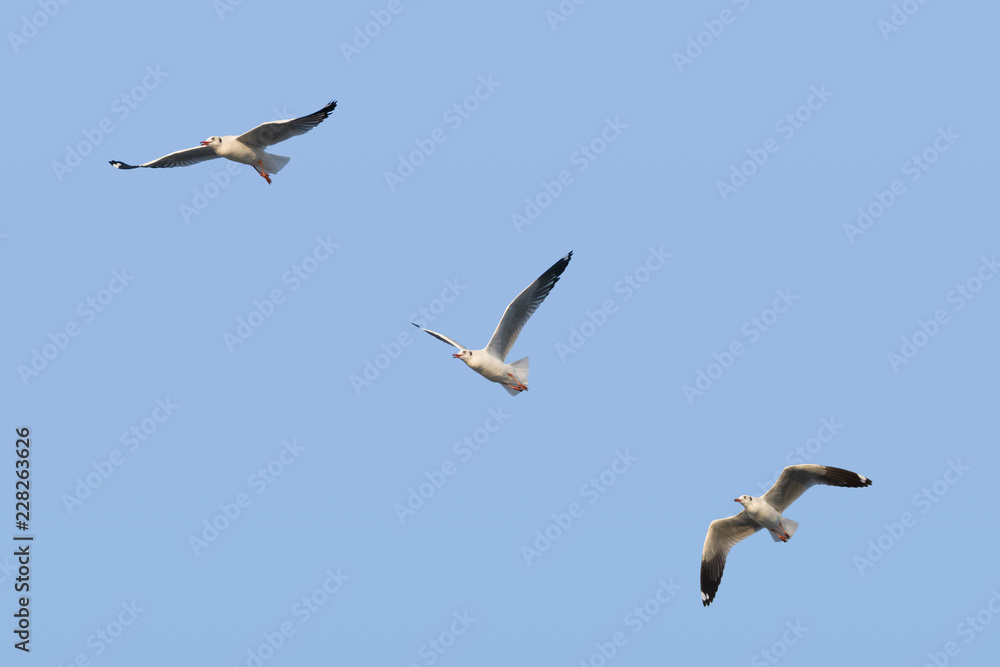 White seagull birds flying high in the blue sky in different  spread step of wing over the blue sea water with sun light shining background.