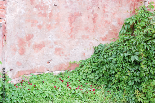 ivy on the wall