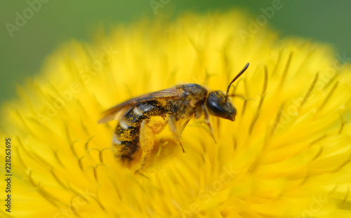  Bee pollinates flowers