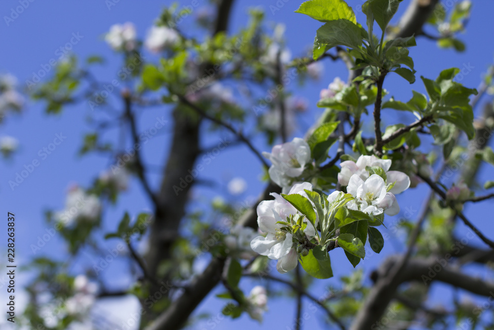 Frühling - es fängt an zu blühen Frühling - es fängt an zu blühen