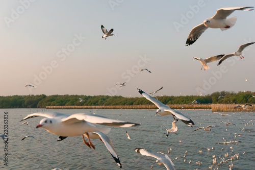 White seagull birds flying high in the blue sky over the blue sea water with yellow sun light shining and green forest background.