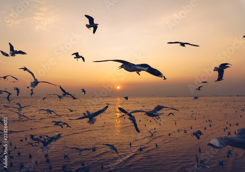 Silhouette  seagull birds flying over the blue sea water with yellow sun light shining in the evening background. © iareCottonStudio