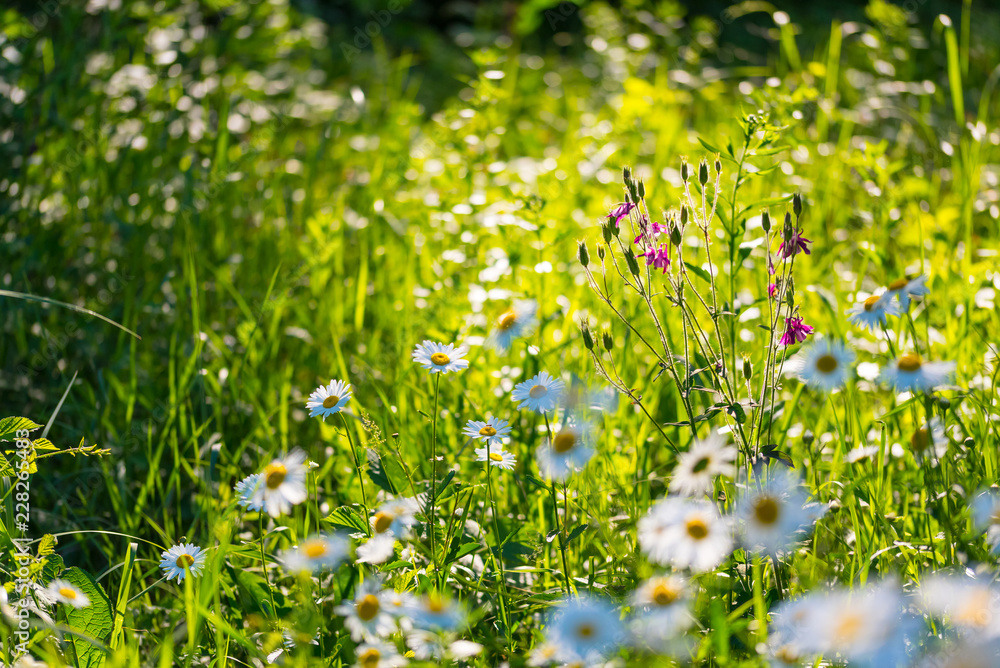 Fototapeta premium Flowers field of camomiles in garden in sunny day, wallpaper background. White chamomile field.