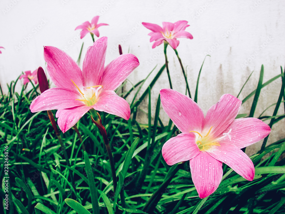 Obraz premium Fresh Rain lily flower and water drop blooming at the garden with sun light shiny day in summer and spring.