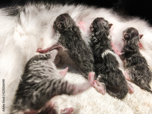 New born baby kittens drinking milk from their mom cat fluffy breast.