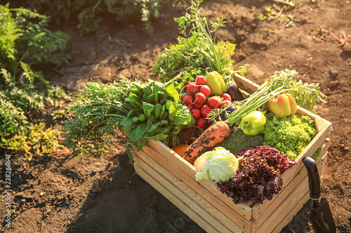 Wooden box with different vegetables in field photo