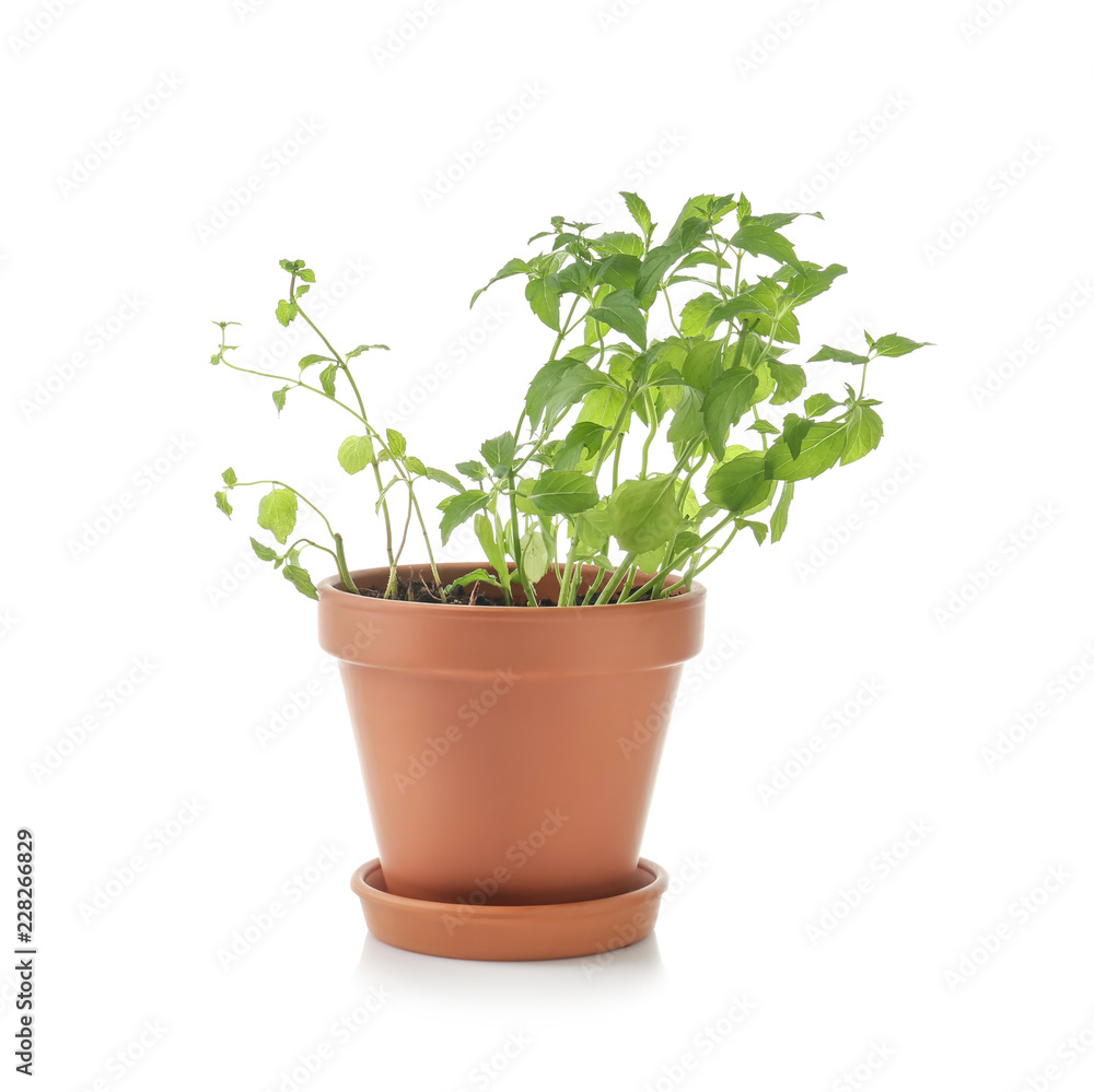 Pot with fresh mint on white background