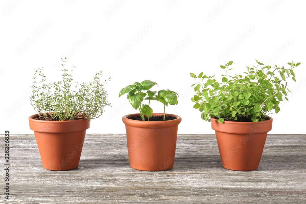 Pots with fresh aromatic herbs on wooden table against white background Pots with fresh aromatic herbs on wooden table against white background