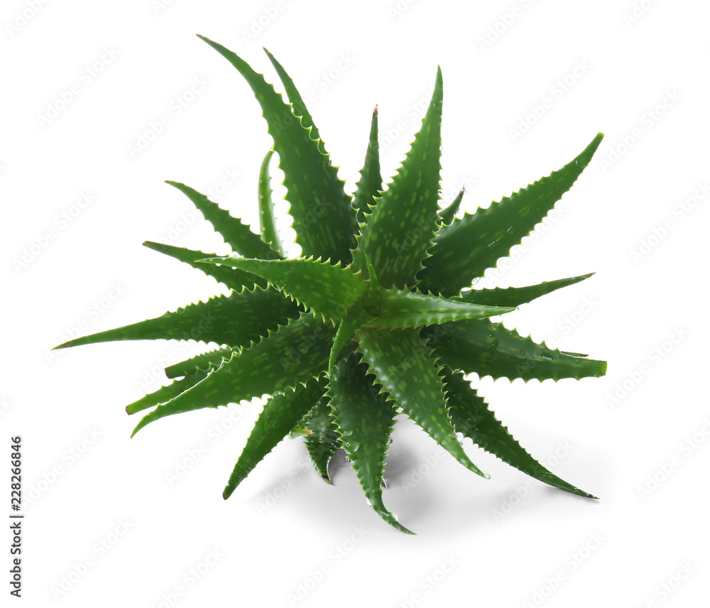 Fresh aloe vera on white background Fresh aloe vera on white background