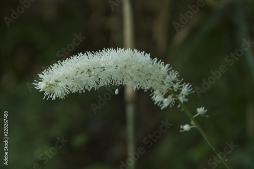 サラシナショウマ　 Actaea simplex