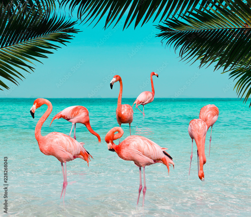 Fototapeta Vintage and retro collage photo of flamingos standing in clear blue sea with sunny sky with cloud and green coconut tree leaves in foreground.