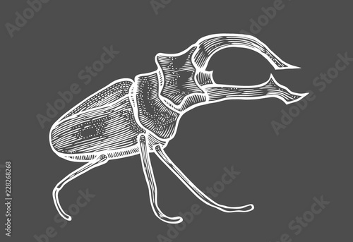 big beetle illustration