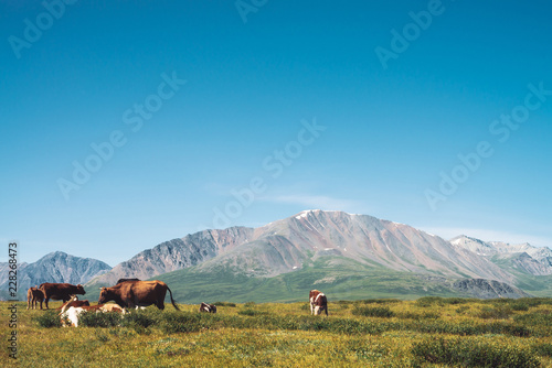 Cows graze in grassland in valley against wonderful giant mountains in sunny day. Agriculture, animal husbandry in highlands. Amazing sunny mountain landscape under blue clear sky.