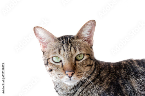 Thai american shorthair bobtail cat staring at stranger.