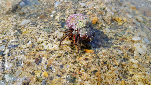 Sea crab in a shell on a stone