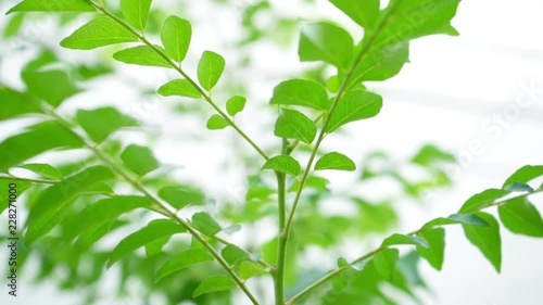 Curry leaves tree plant