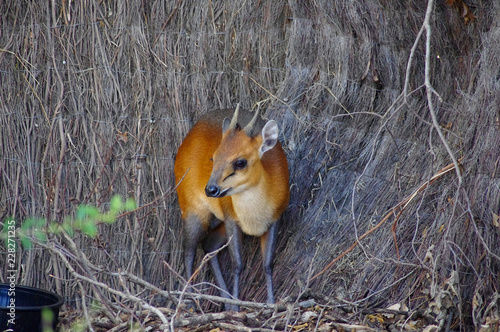 RED-FLANKED DUIKER photo