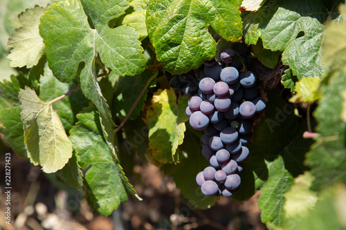 Close up of grapes on the vine in a vineyard.  photo