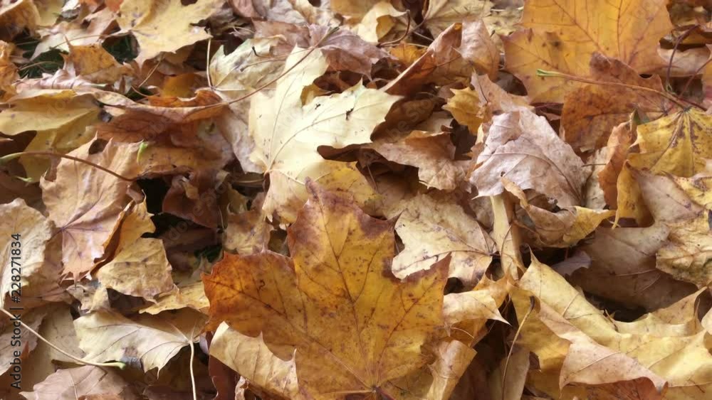 stack of fallen yellow autumn leaves from maple on the ground stack of fallen yellow autumn leaves from maple on the ground