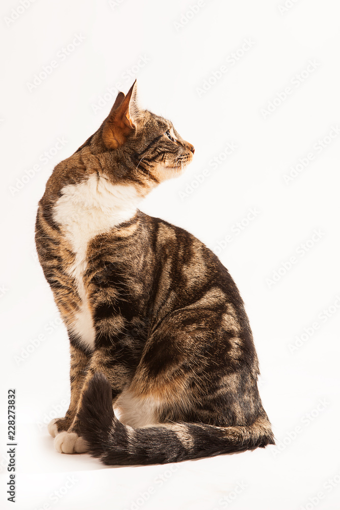 Beautifull tabby and white cat sitting upright and looking behind Stock ...