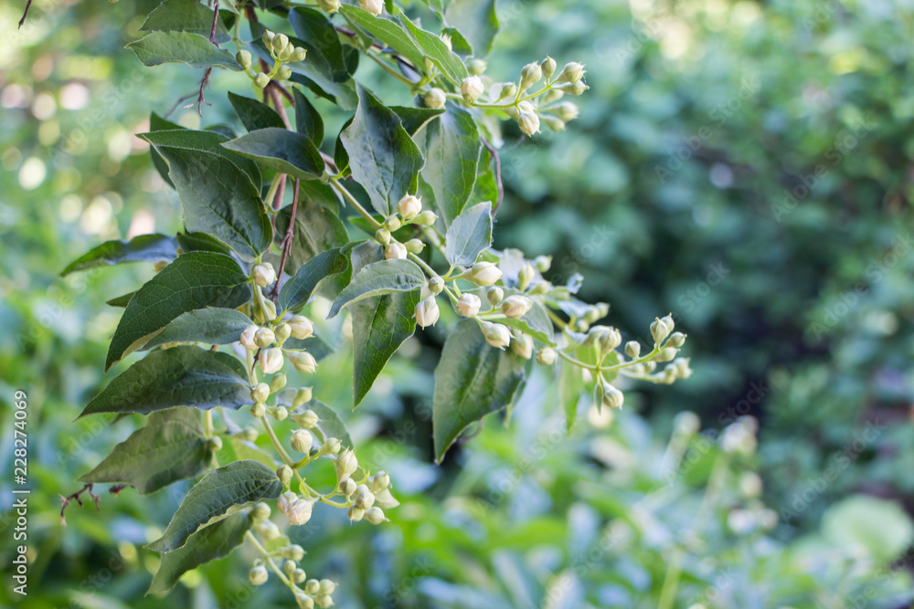 Jasmine blossom. Spring flowers blossom. Selective focus. Jasmine blossom. Spring flowers blossom. Selective focus.