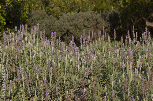 Fototapeta Naklejka Na Ścianę i Meble -  Lavender in flower bed