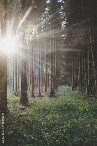 Sonnenstrahlen im Wald © focus finder
