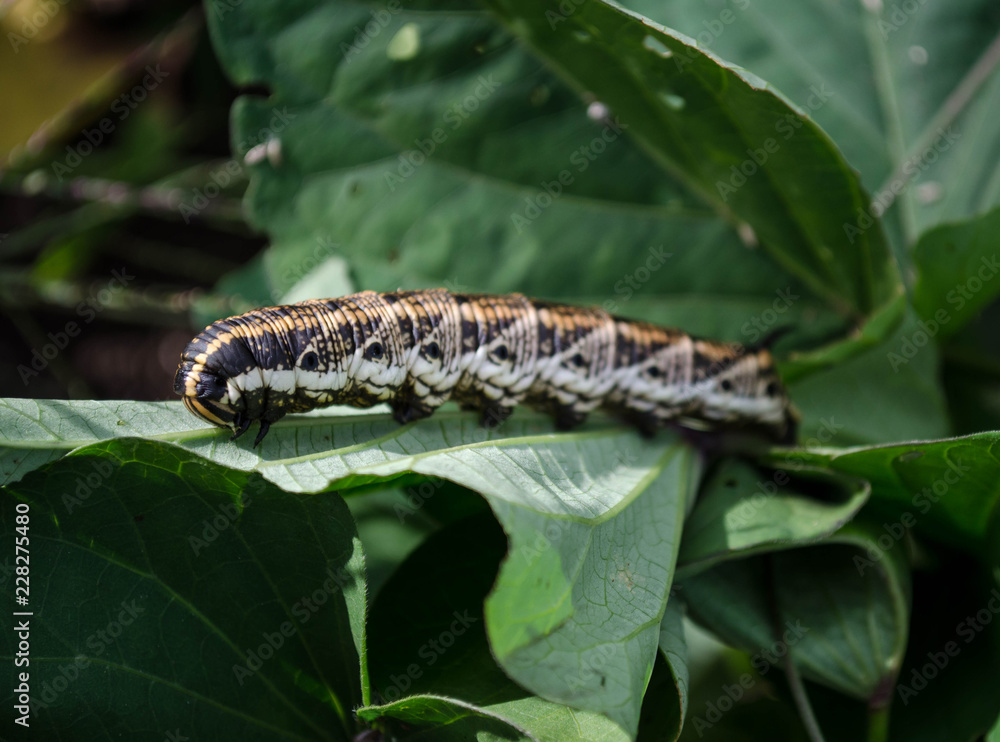 Sweet Potato Hornworm Caterpillar -Agrius convolvuli L.