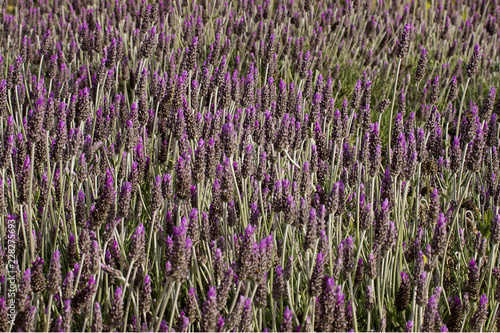 Fototapeta Naklejka Na Ścianę i Meble -  Mass of Lavender Deep purple