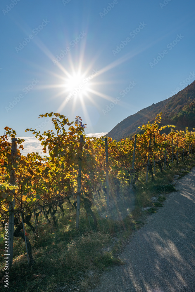 Plakat Pilgerweg entlang eines herbstlich gefärbten Weinbergs mit Sicht auf den See – Pilgerweg/Jakobsweg von Ligerz nach La Neuveville - Herbst in der Schweiz am Bielersee