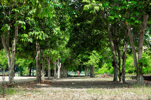 tree in park lined up with green leaf