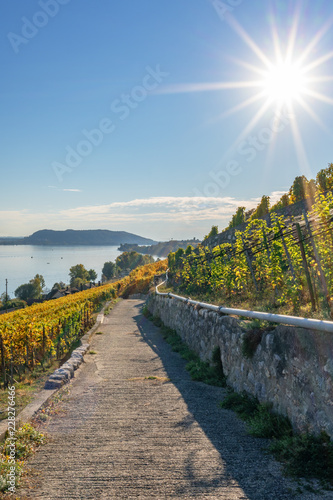 Pilgerweg entlang eines herbstlich gefärbten Weinbergs mit Sicht auf den See – Pilgerweg/Jakobsweg von Ligerz nach La Neuveville - Herbst in der Schweiz am Bielersee