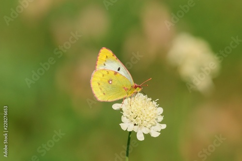 Butterfly sitting on a flower . Isolated on a green background. © Robert Adami