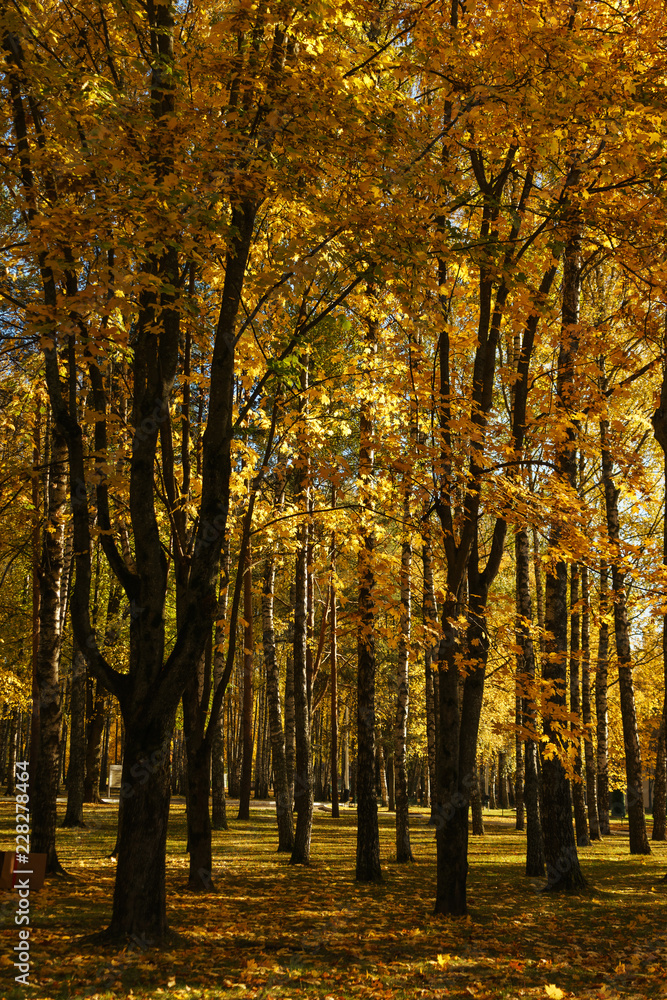 Obraz premium Warm autumn day in a bright color park. Orange foliage and trees in the forest.