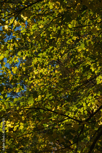 Green foliage of the tree against the backdrop of a clear blue sky. 