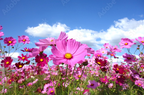 コスモス