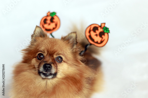 Pomeranian Halloween