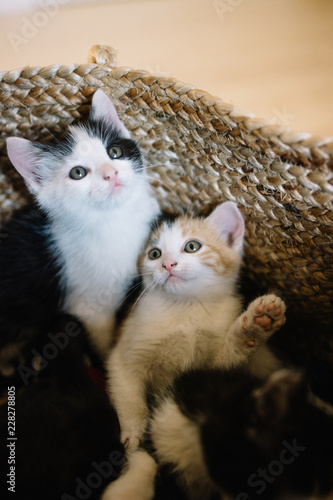 Chatons fratrie petit chat dans un panier 