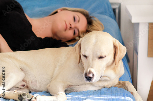 Woman with cute dogs at home. Handsome girl resting and sleeping with her dog in bed in bedroom. Owner and dog sleeping in sofa. Yellow labrador retriever relax. Portrait of woman and her best friend.