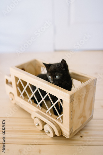 petit chaton noir dans un camion en bois 