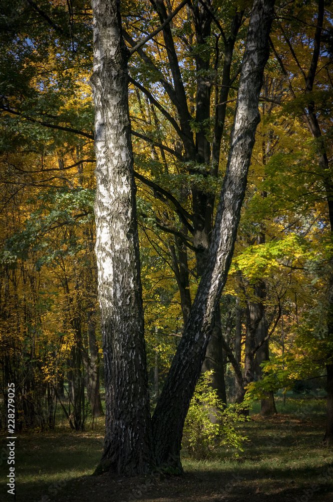 Obraz premium Yellow Autumn