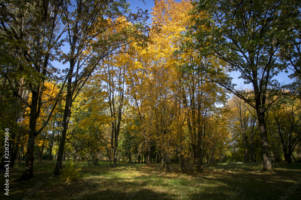 Yellow Autumn